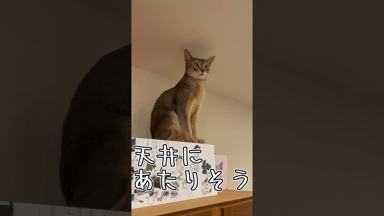 アビシニアンとは その16 #shorts #猫 #アビシニアン