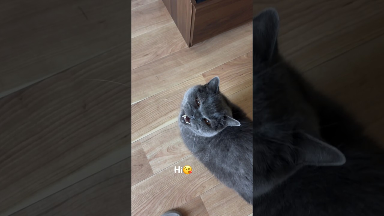 Cat #猫の日常 ／Hi👋cat😘