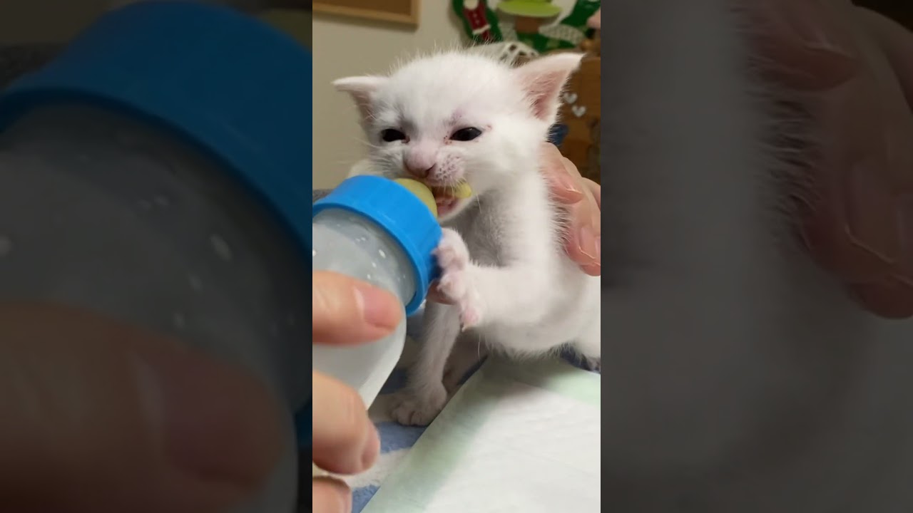 ミルクを飲む赤ちゃん猫を成長順に並べてみた②