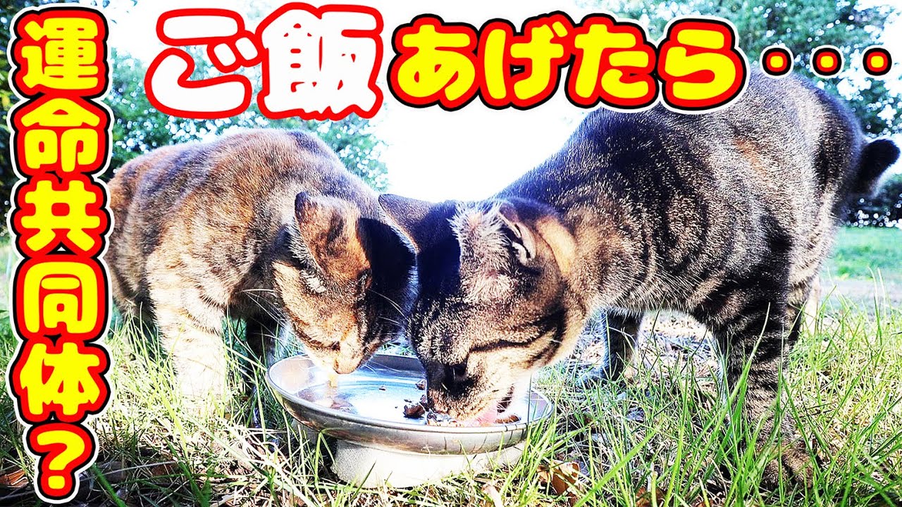 いつも一緒で運命共同体？の猫にご飯をあげたら・・・ 地域猫ボランティアさん急逝後に火事エリア さくらねこへの給餌 癒され野良猫動画 感動猫動画