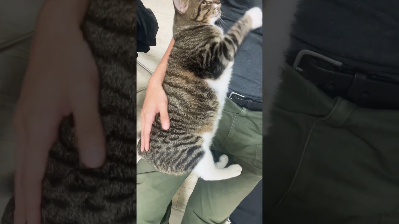 궁디팡팡 #고양이