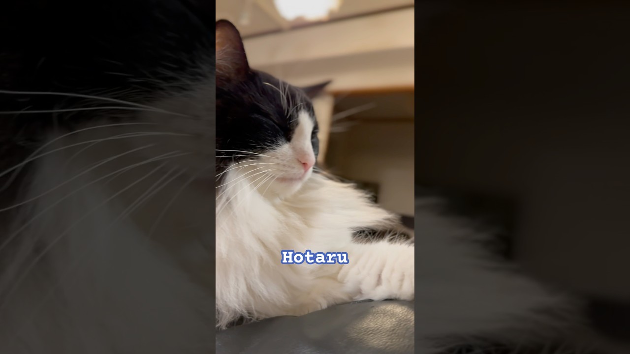 ホタルの穏やかな時間 vol.1