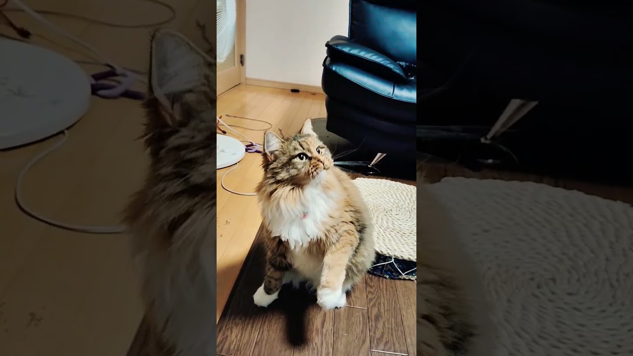 #サイベリアン大好き #サイベリアン #cat #猫のいる暮らし #猫 #ねこ #siberian #紐遊び