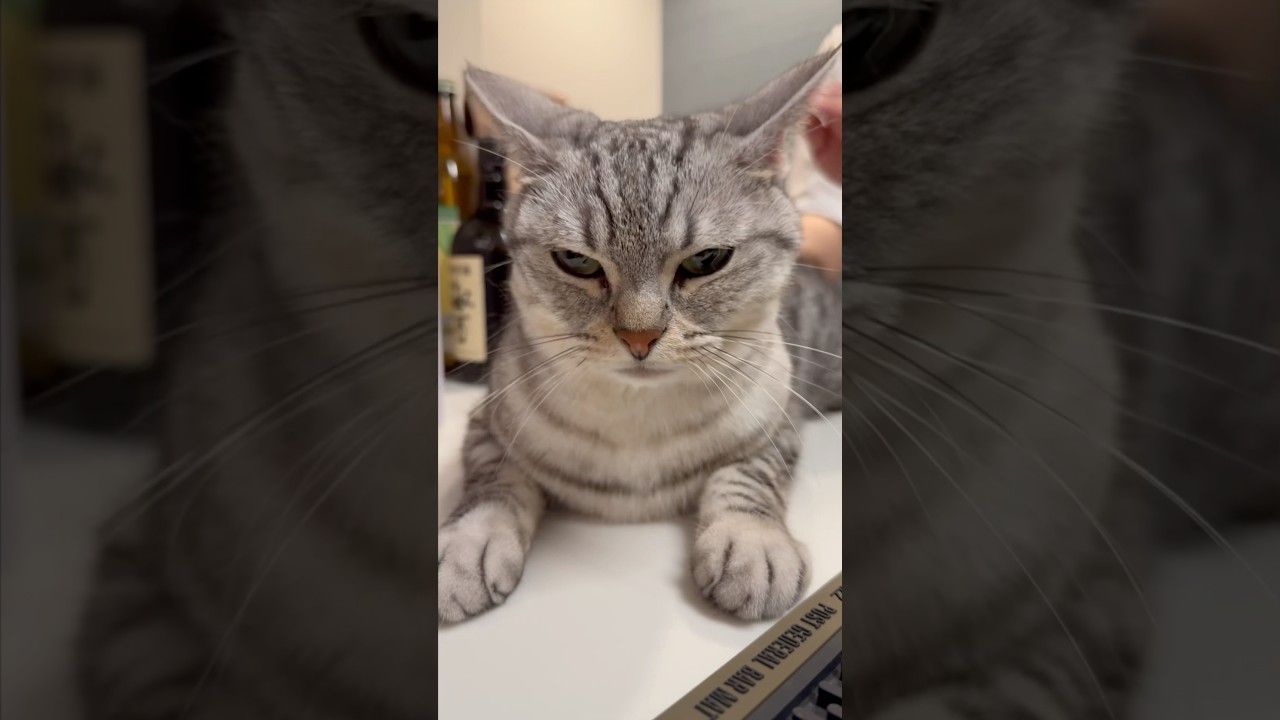 【猫動画】お尻トントン待ち猫とハイテンション飼主!! #shorts