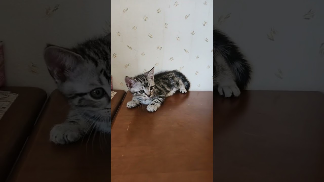 アメリカンショートヘア アメショーらしい綺麗なタビー柄　K