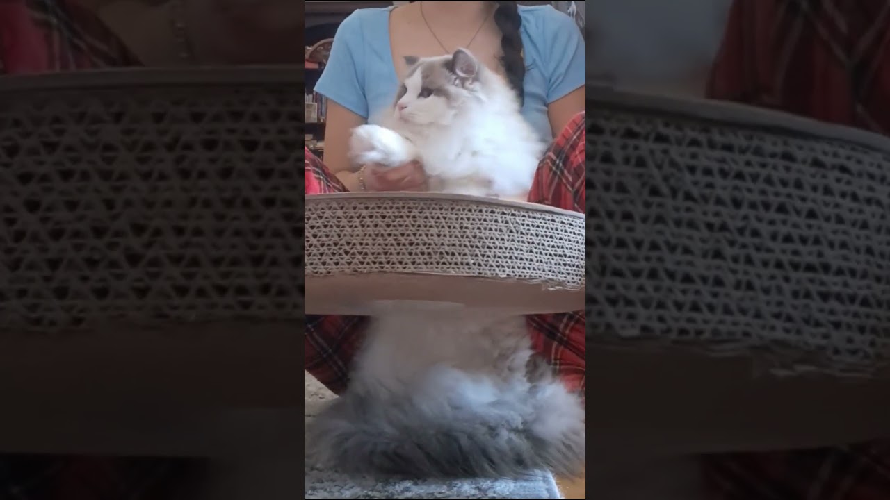 Ella the drummer 🥁 #ellamyragdoll #ragdolllove #cat #ragdollcat #drums #funnycats #viralcats