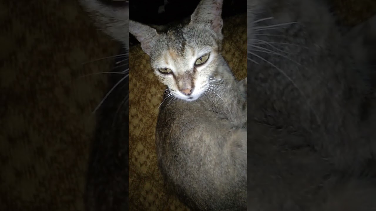 My cute cat🐈❤💚💙#shorts | Venusmashpets