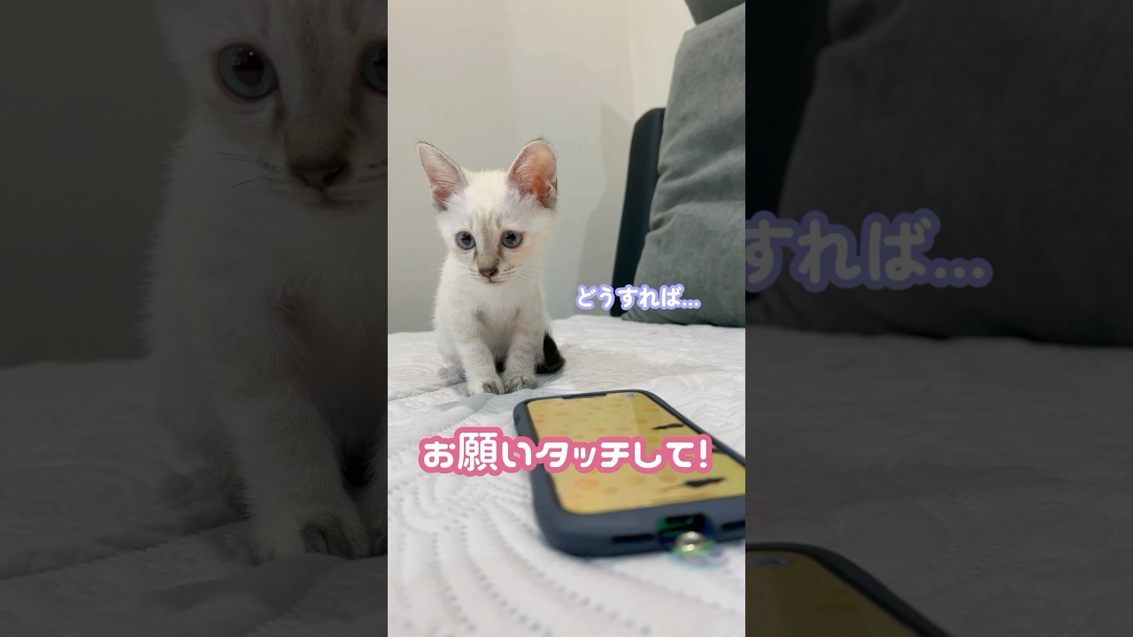 ここだよ！ここにタッチだよ！ #猫 #保護猫  #シャムトラ