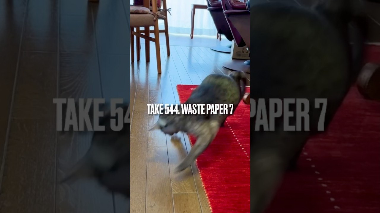 やっぱり #紙屑で遊ぶ のが最高にゃ❗️めっちゃ興奮するにゃ‼️#egyptianmaucat #エジプシャンマウ #エジプシャンマウスモーク #エジプシャンマウの仲間たち #遊ぶ猫 #shorts