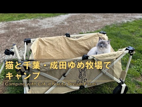 ラグドール猫と千葉・成田ゆめ牧場でキャンプに行ってきた