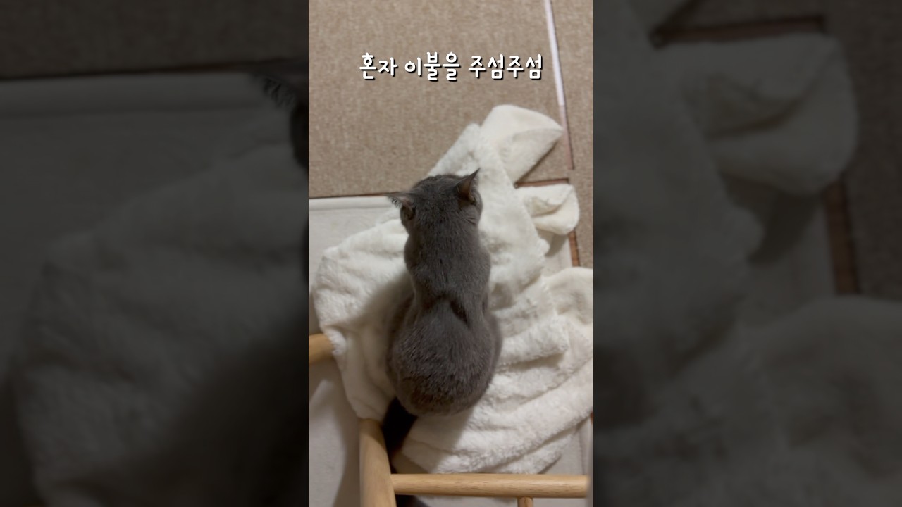 이불위에서 뭐하나 지켜봤더니..?