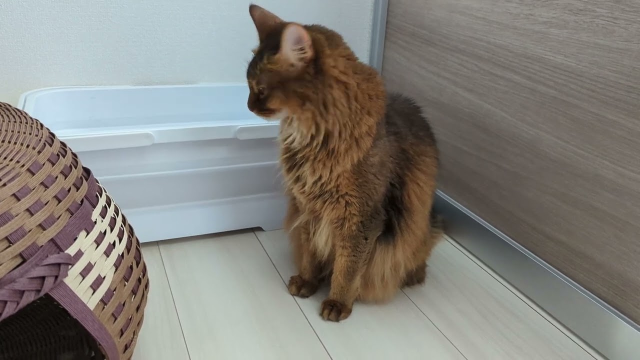 【975日目】誘い込み漁 #ソマリ #cat
