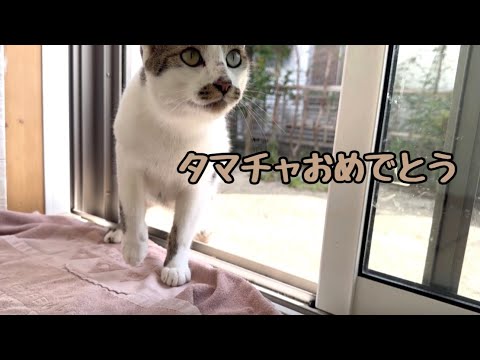 飼い主の誕生日のおすそ分けをもらう地域猫