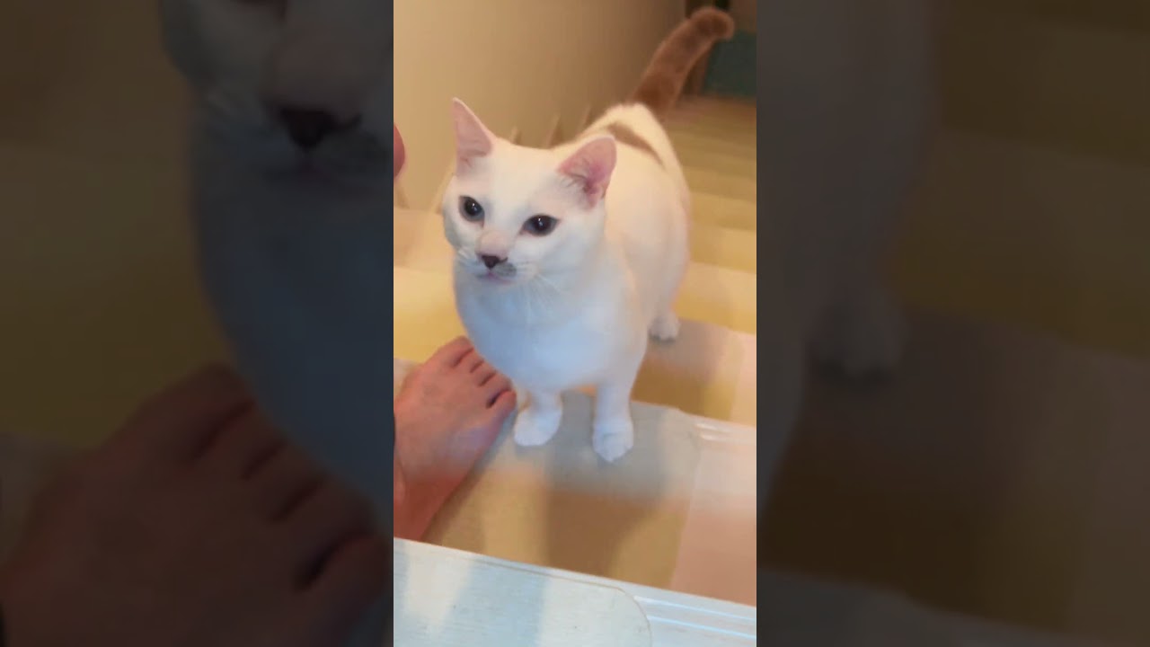 自分を犬だと勘違いしてる弟猫が面白すぎる