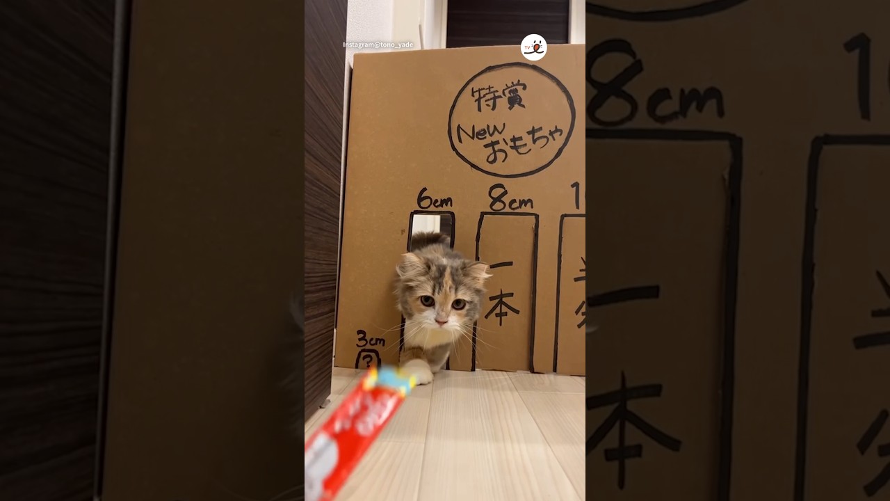 との選手🐈全クリアとなるか！？｜PECO #子猫 #サイベリアン #愛猫家 #子猫のいる生活 #kitten #siberian #catlover #kittenlife