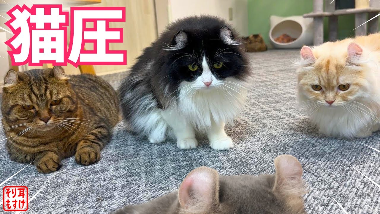 大好きなパパを独り占めしたくて圧をかける甘えん坊な子供たち。