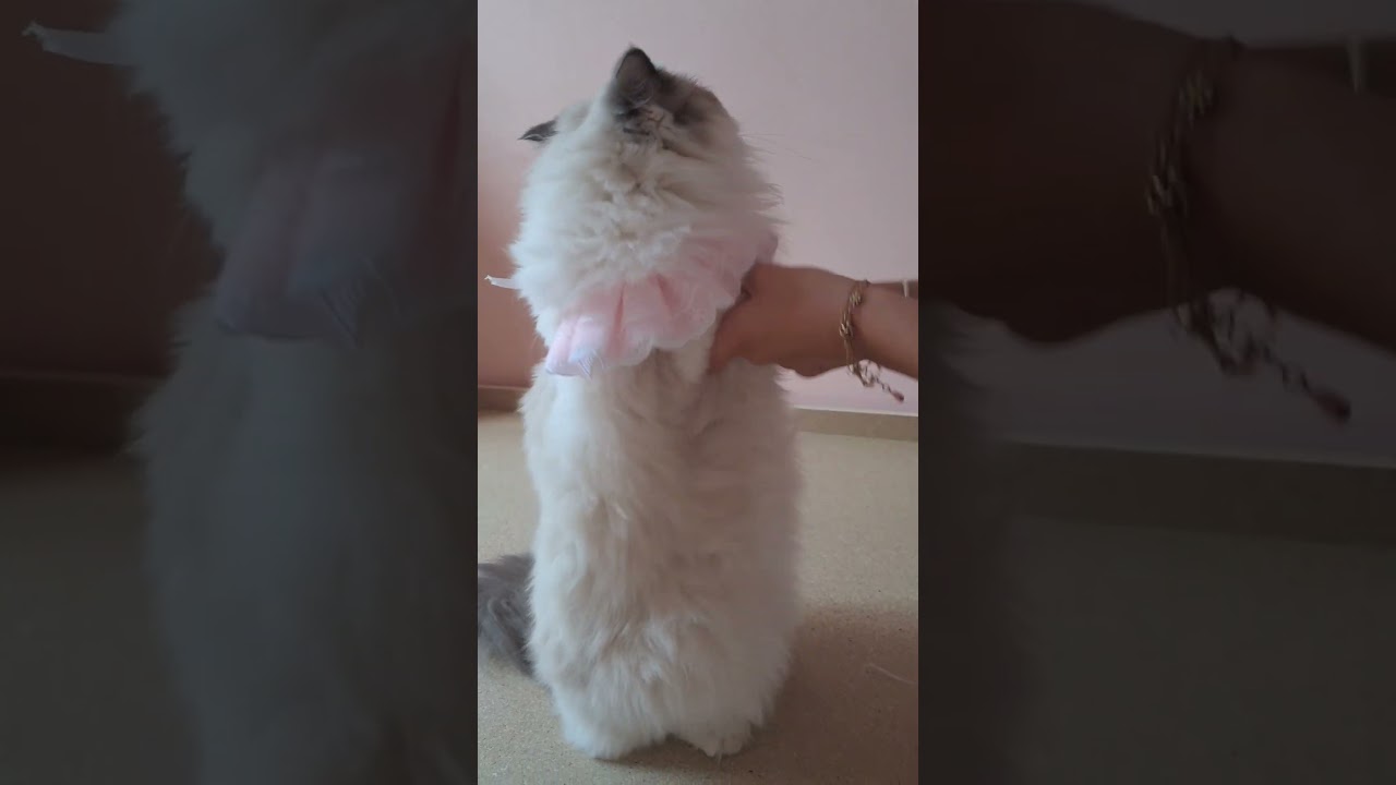 This trend is so cute 🥰 #cat #ellamyragdoll #ragdolls #cutekitty #catlover #cute #dance
