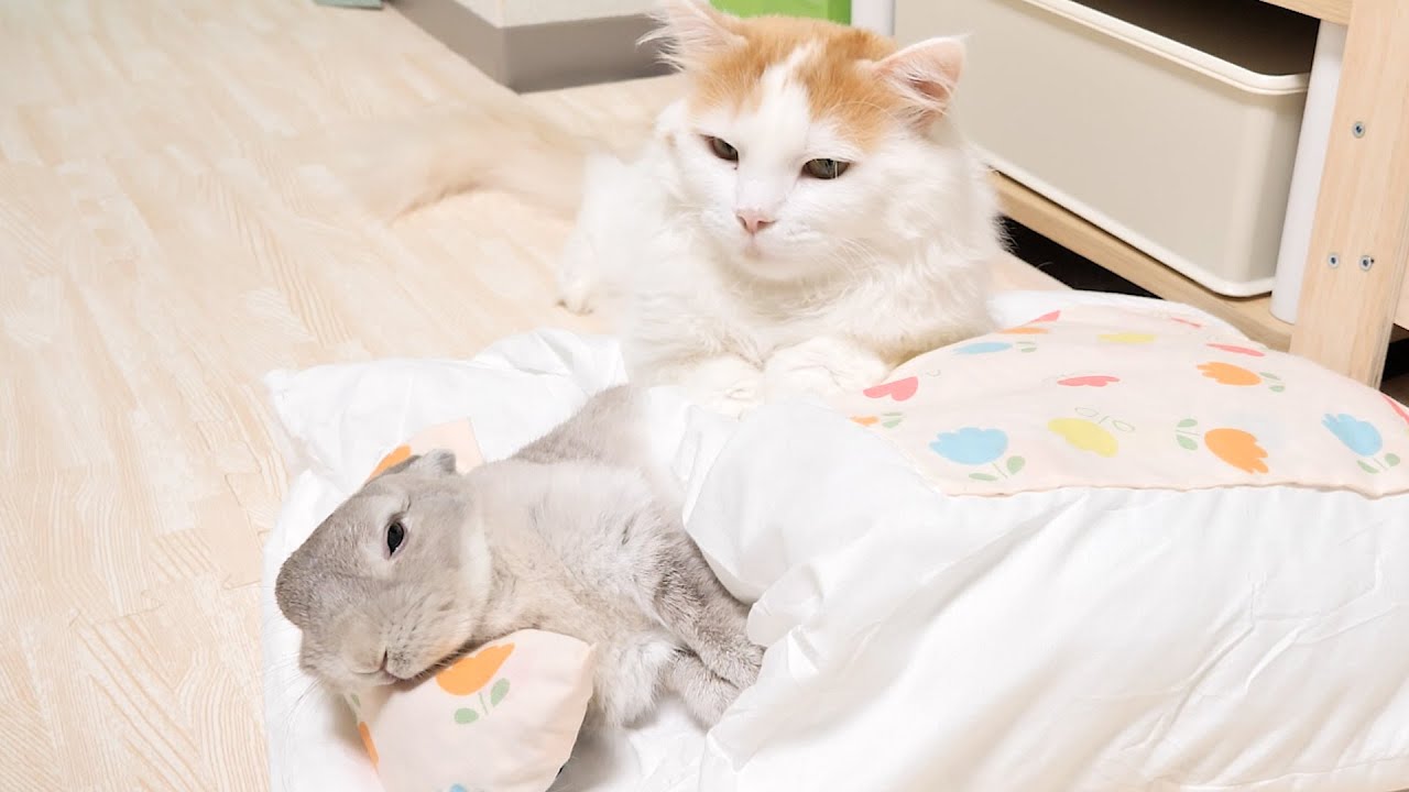 お布団で丸くなってるうさぎさんをまるで母猫のように子守りする猫