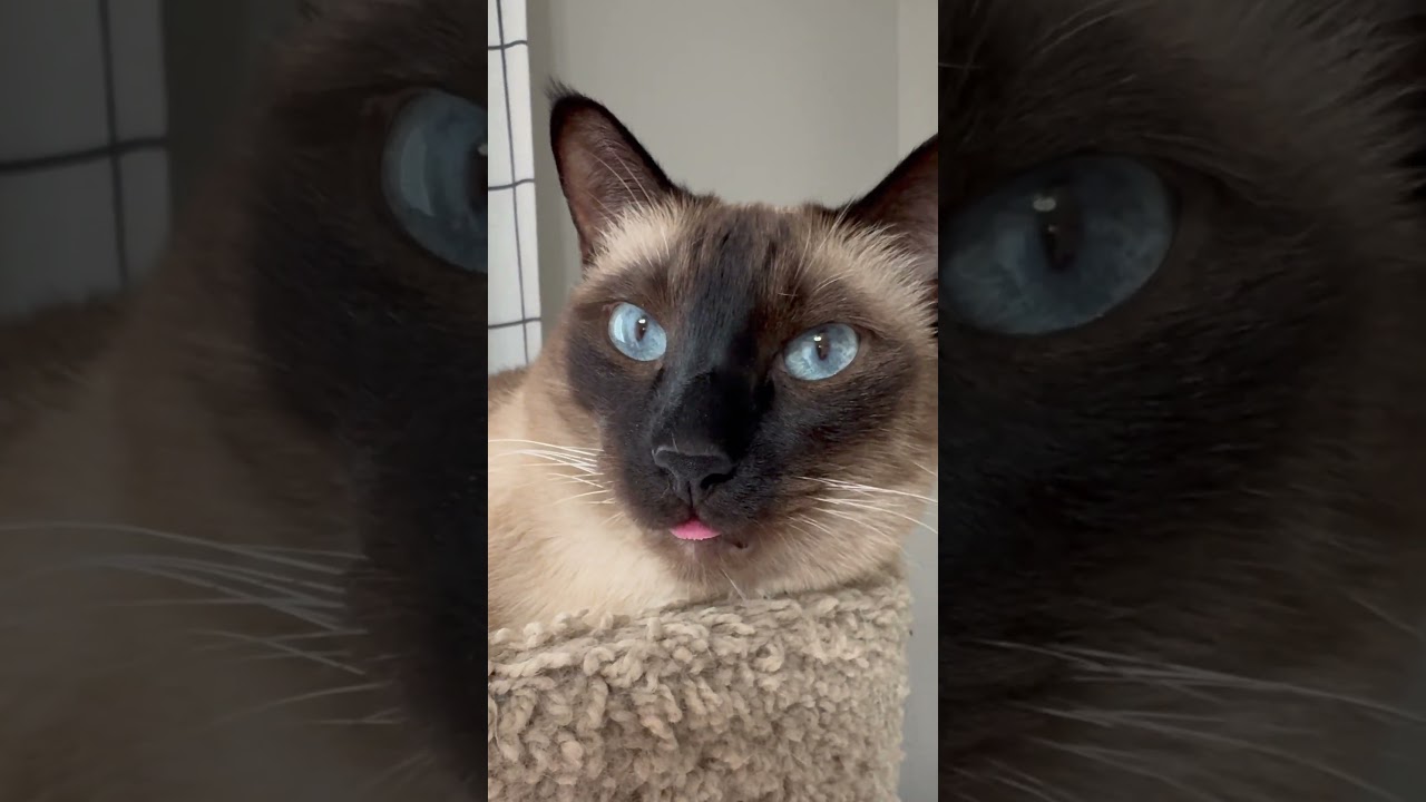 Siamese Cats - Sokka has His Tongue on Display