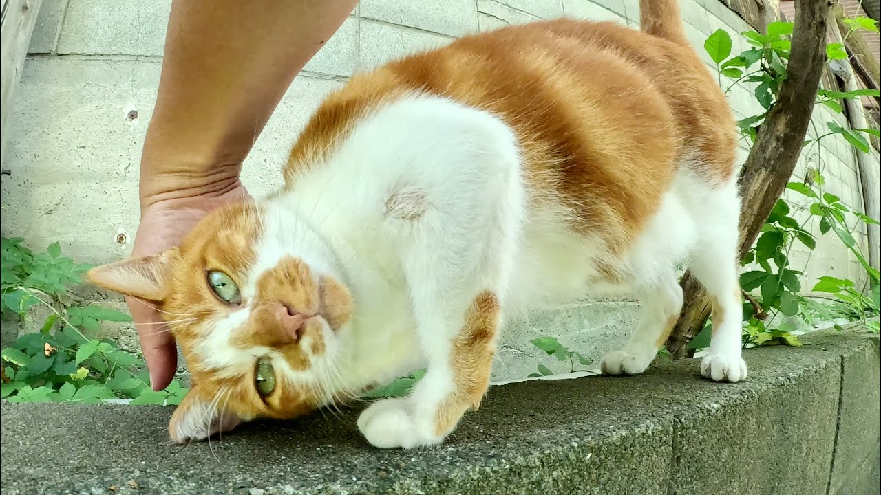 一度は逃げたけど、やっぱりモフられに来るアメショー猫ちゃん