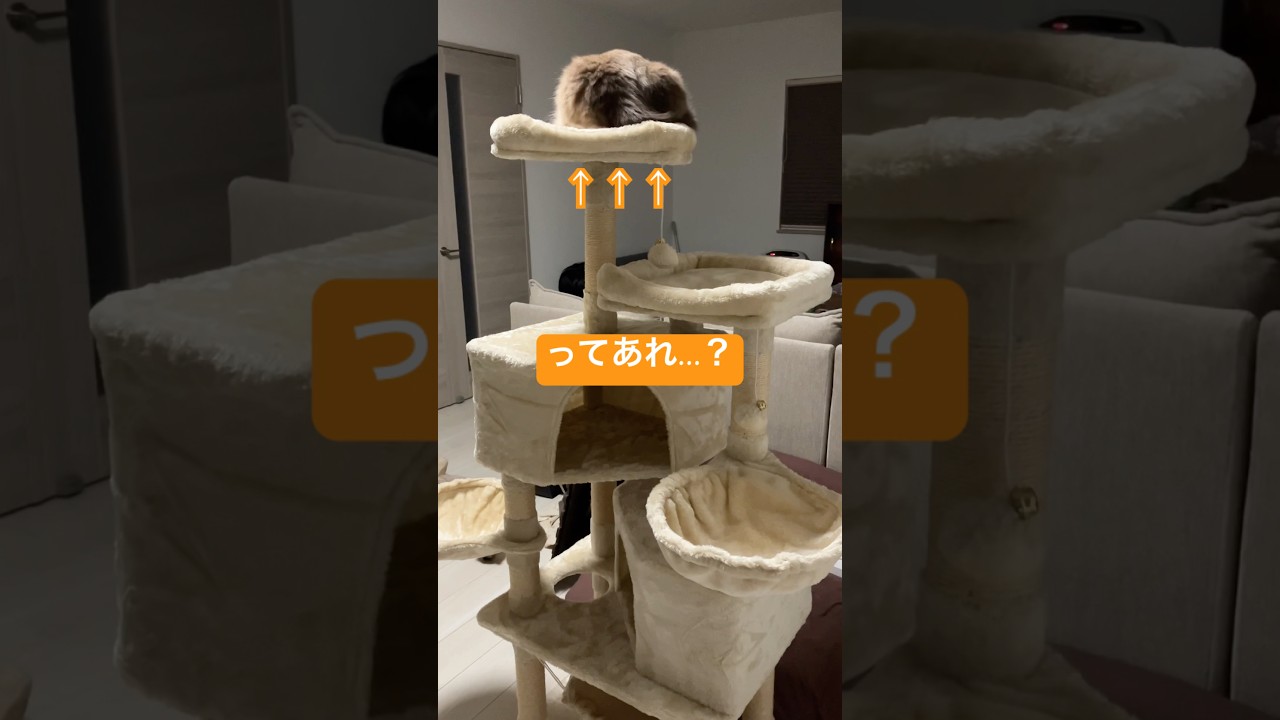 たぬきに似た猫に新しいキャットタワーあげてみた #ragdolls #cats #shorts #ラグドール #猫のいる暮らし #キャットタワー #ショート