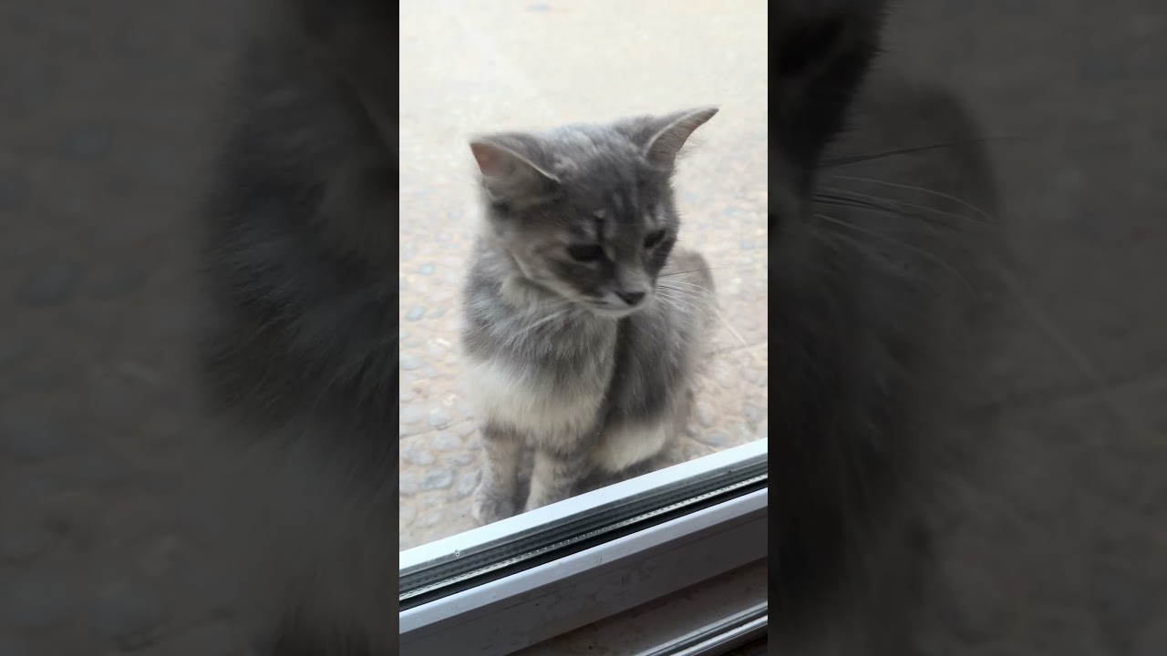 Meowing Cat #cats #cuteanimal #cutecat #catlover #kittypets #cutepet #kitty #cuteanimals #kittty