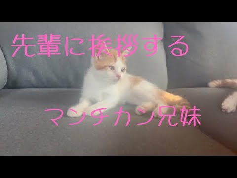 マンチカン兄妹　よもぎ先輩に挨拶♡#マンチカン #cat #catlover #kitten #かわいい子猫 #cute