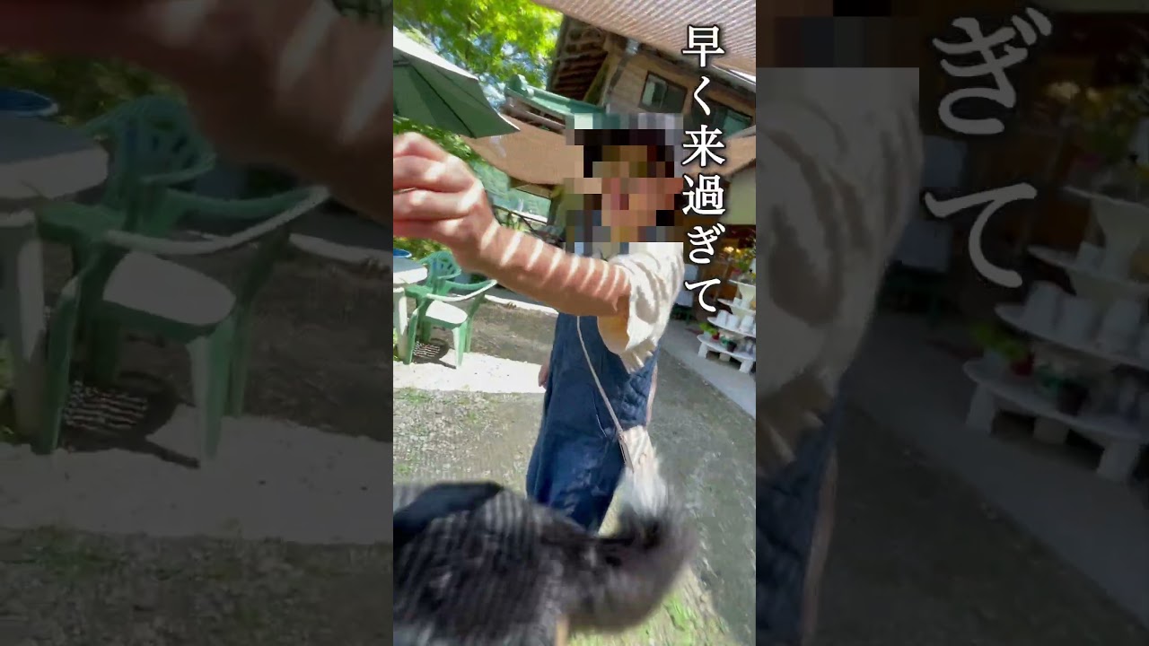 犬と一緒にランチ！高野山近くのカフェ！　バーニーズマウンテンドッグと行く　#バーニーズマウンテンドッグ #bernesemountaindog #犬とランチ　#犬とお出掛け