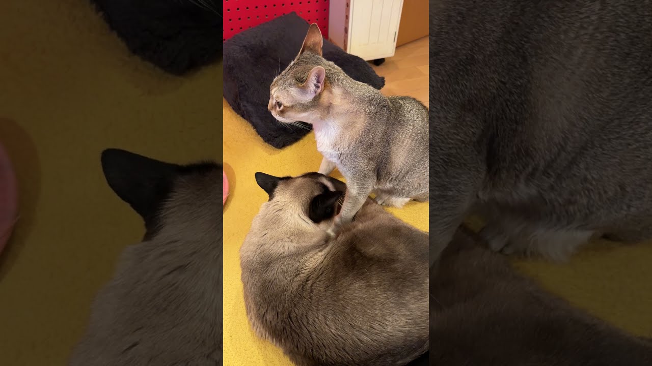 たぬき猫が大好き過ぎてグイグイ詰め寄ってペロペロするシンガプーラなのにゃ♪#cat #シンガプーラ #トンキニーズ#たぬき猫