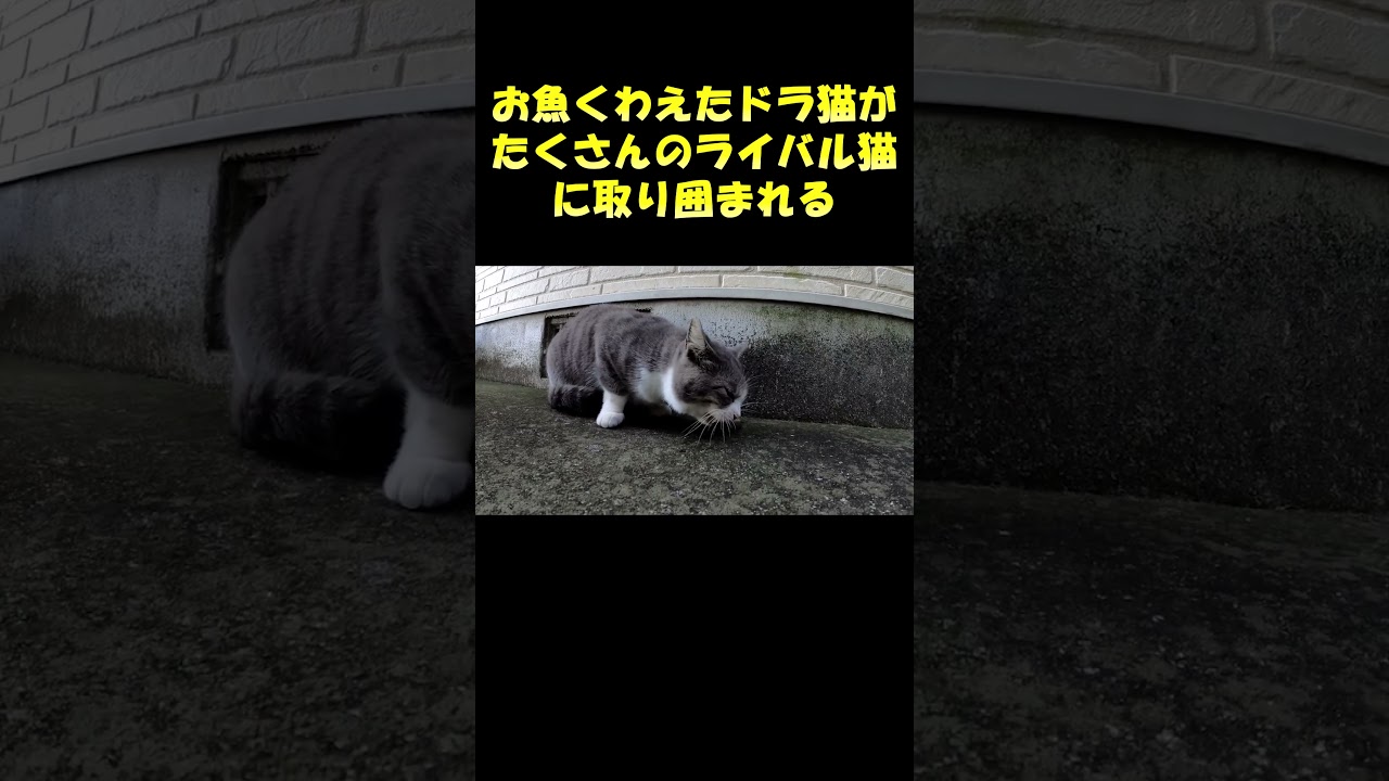 お魚くわえたドラ猫がたくさんのライバル猫に取り囲まれる #cat #猫 #野良猫