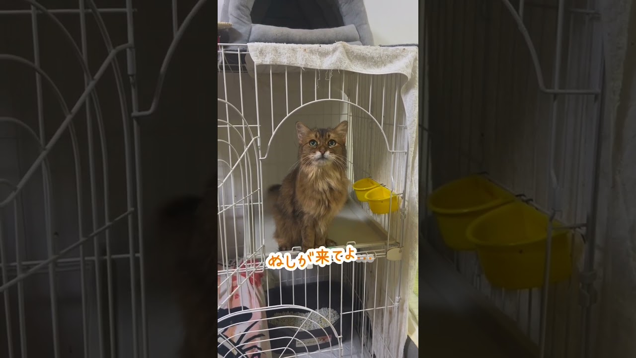 はやく撫でて！甘えん坊おしゃべりソマリ　#shorts  #保護猫
