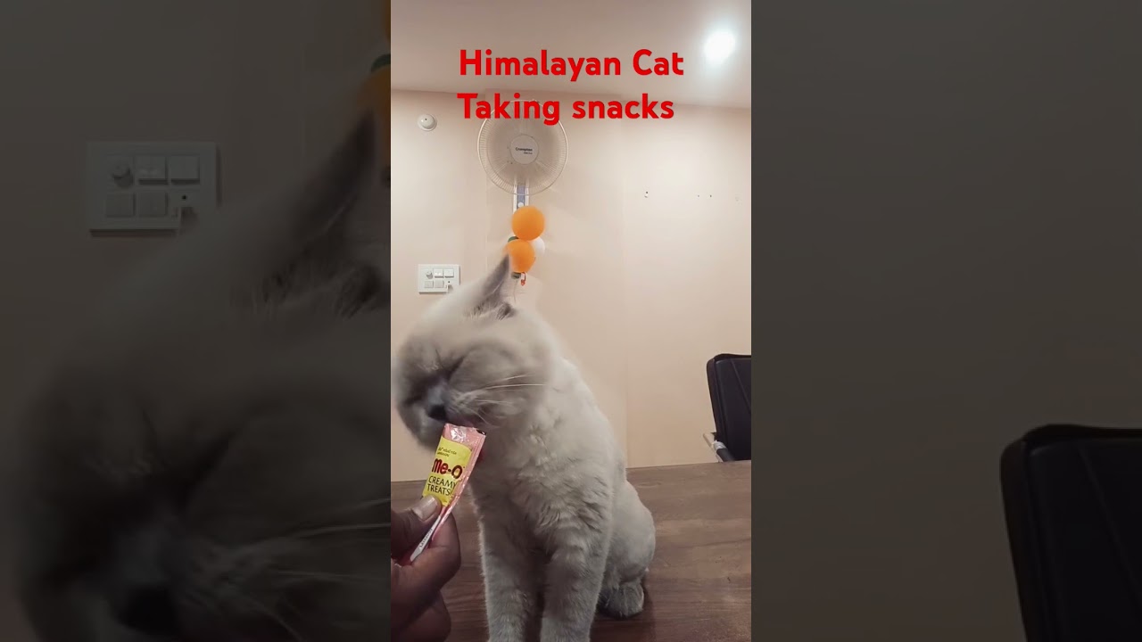 MIRAI #Himalayan Cat #Taking Snacks#PetCat#pets#shorts #trending #petcare