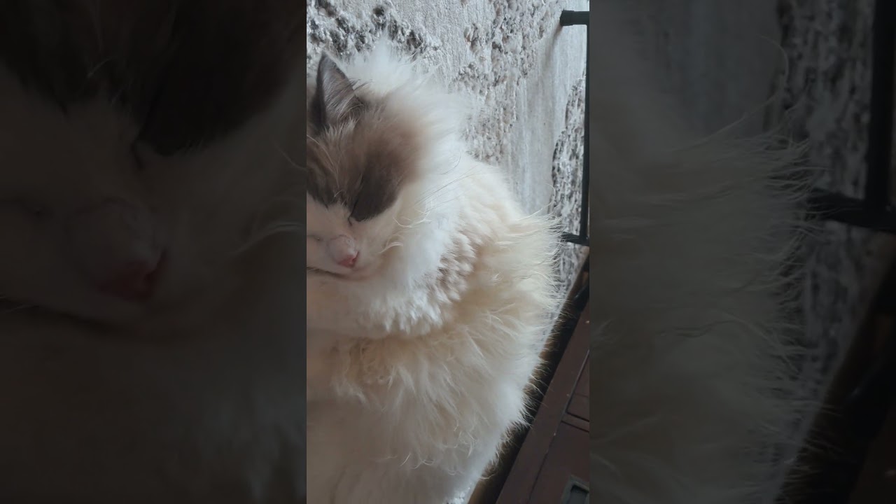360° trend while Ella is taking a nap 🤣 #ellamyragdoll#ragdolllove #catlover#trendingshorts #ragdoll