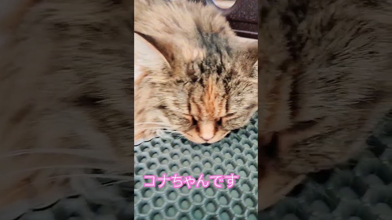 お昼寝💤  #cat #サイベリアン  #サイベリアン大好き #猫 #siberiancat #ねこ #猫好きさんと繋がりたい #siberian #子猫 #kitten #サイベリアン #お昼寝