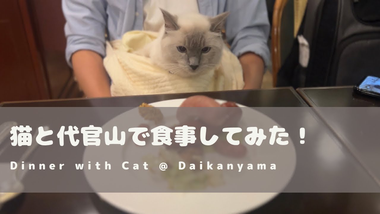 ラグドール猫と代官山の食べログ百名店カフェで食事してみた @カフェ・ミケランジェロ/ Had Dinner with Ragdoll Cat @Daikanyama