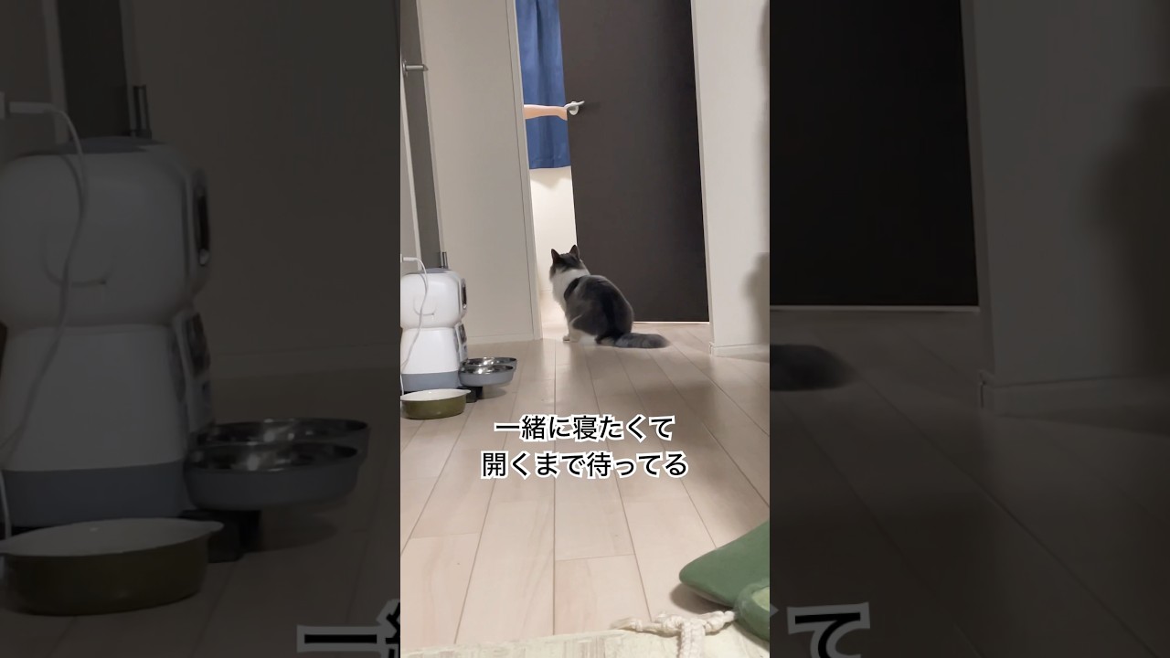 一緒に寝たい猫😴🐈　#cute #shorts