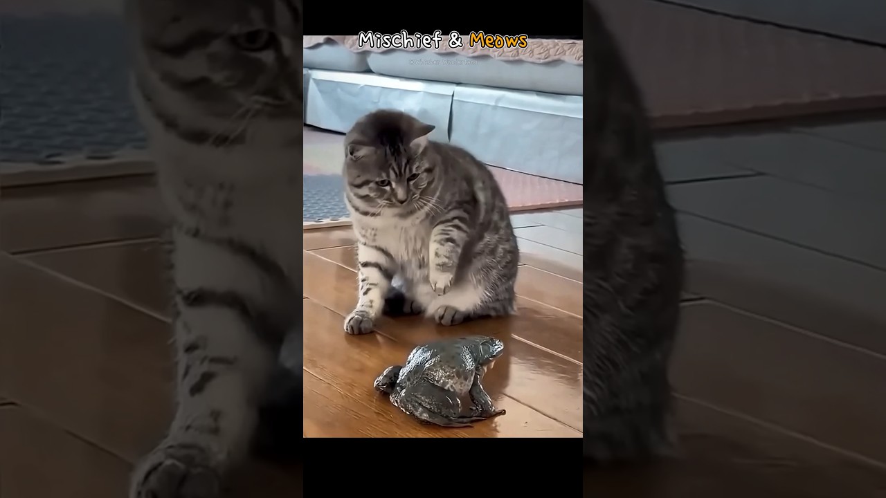Mischief & Meows
