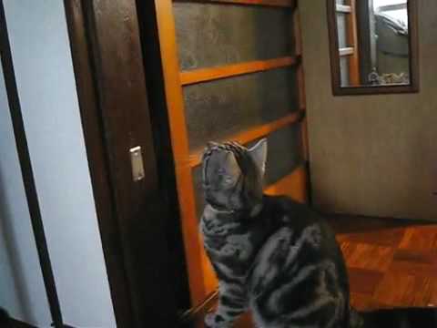 アメショのゆずさん