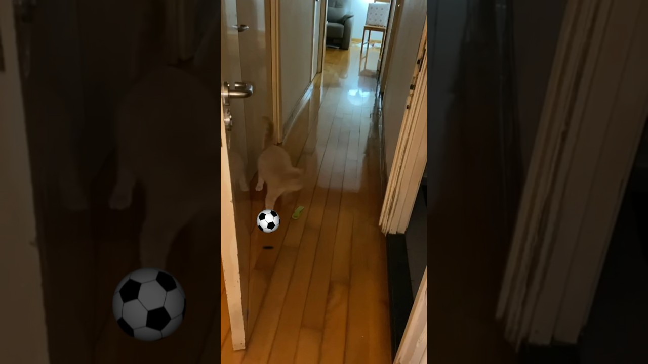 cat #猫の日常 😸減肥專家😻❤️