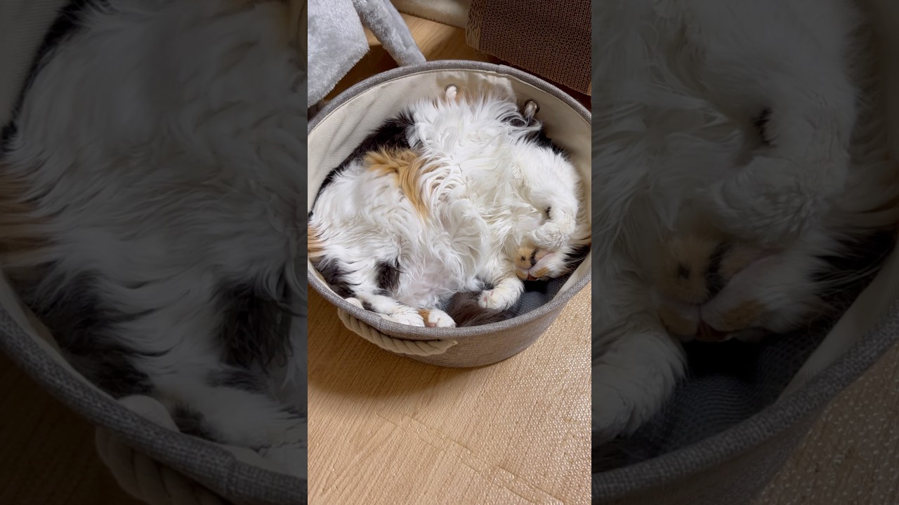 ひと足先に寝たパンクの可愛い寝息 #メインクーン #ねこ