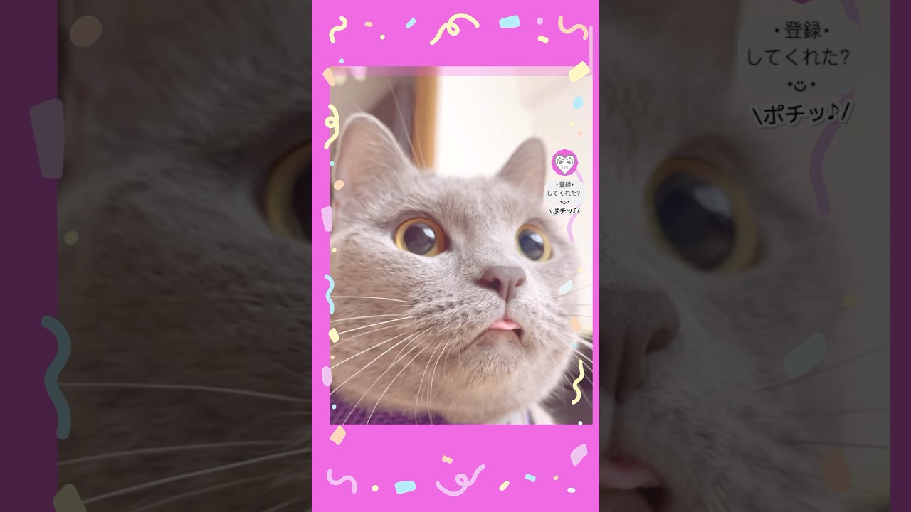 【ベロ…】しまい忘れてる 猫 #ゆらゆらミラージュ #hifive #me_i #hi_five_callenge ? #猫 #cat #シャルトリュー #chartreux #고양이 #미아이