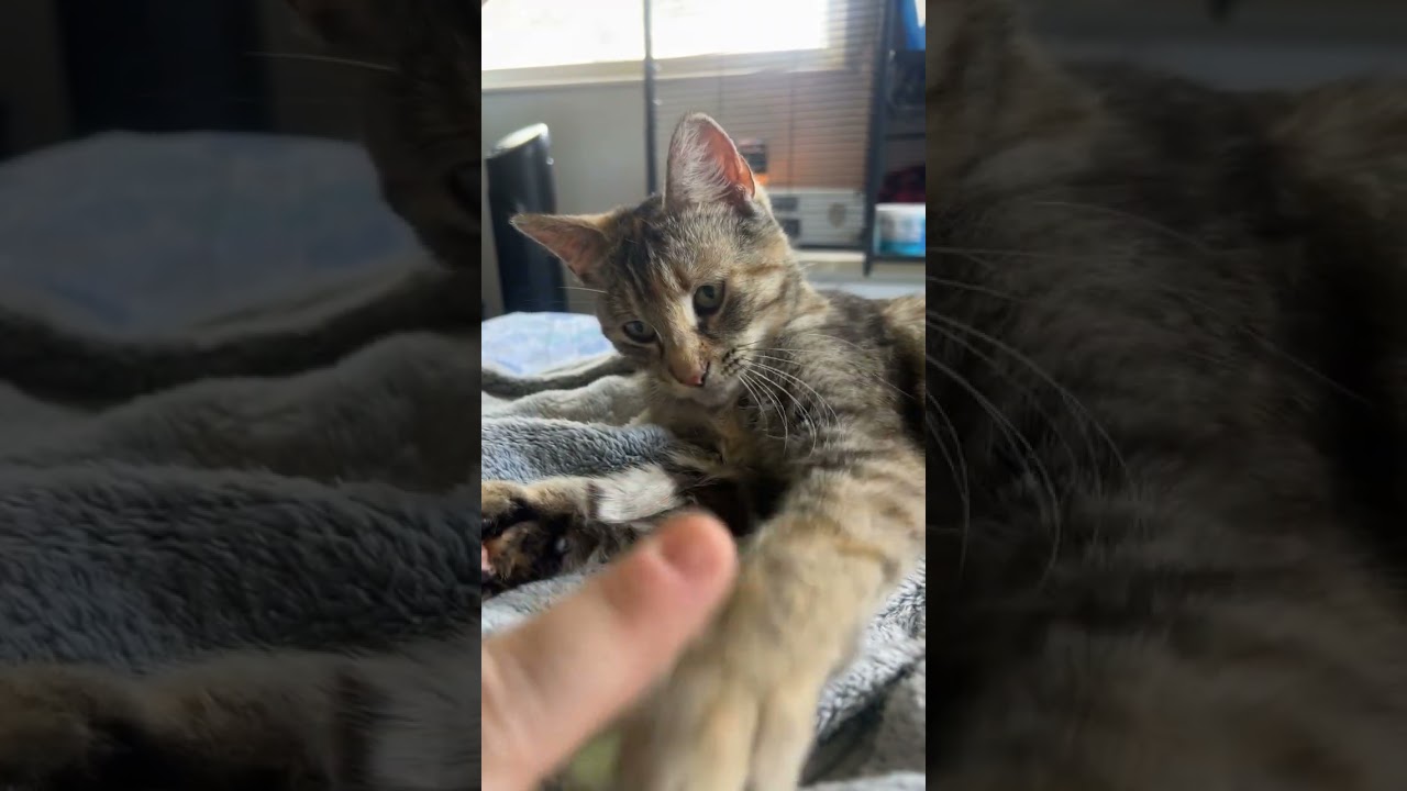 Meet Msheesha!!! She’s a polydactyl!