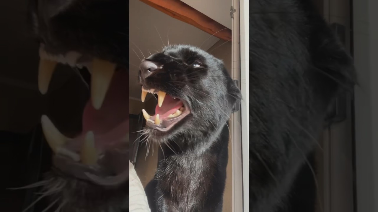 not always sweet, but always loved 😈❤️