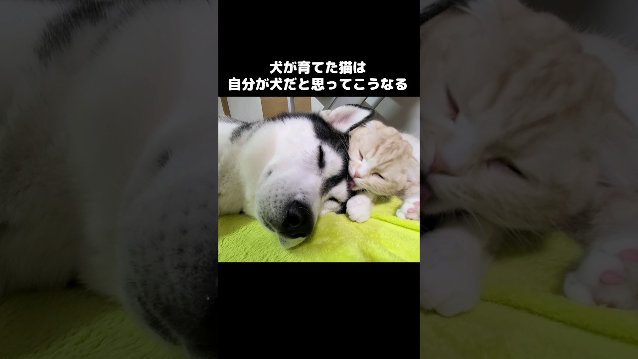 犬が育てた猫は自分が犬だと思ってこうなります...笑#shots