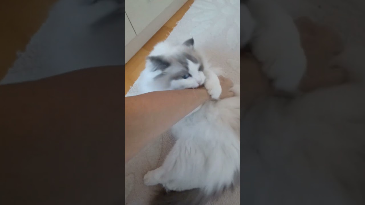 Ella VS The Hand 🖐🐱 Wait for her face at the end 😂 #ellamyragdoll #ragdolls #cat #funnyanimals