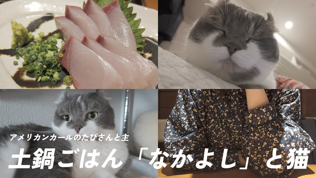 土鍋ごはん なかよしを食べた夜はアメリカンカールとダラダラします