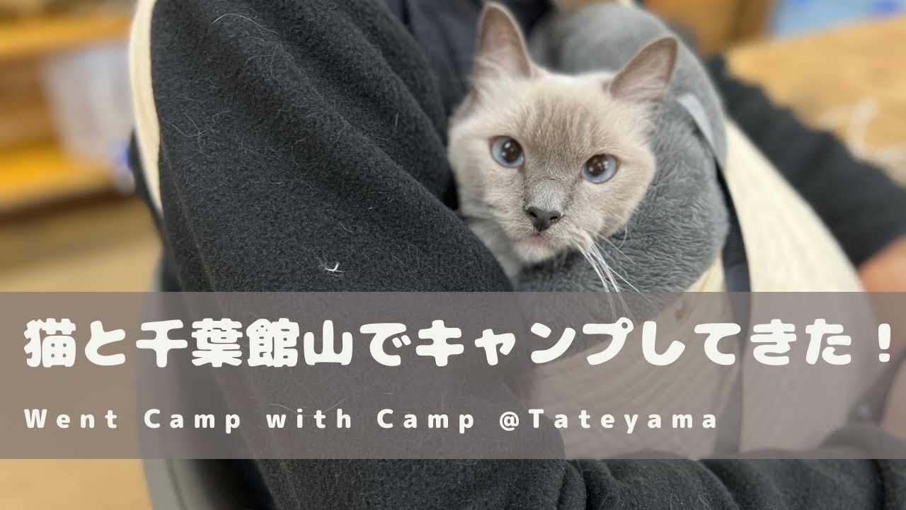 ラグドール猫と千葉でキャンプ行ってきた @ CIMAたてやま体験センター / Went Camping with Ragdoll Cat @Tateyama