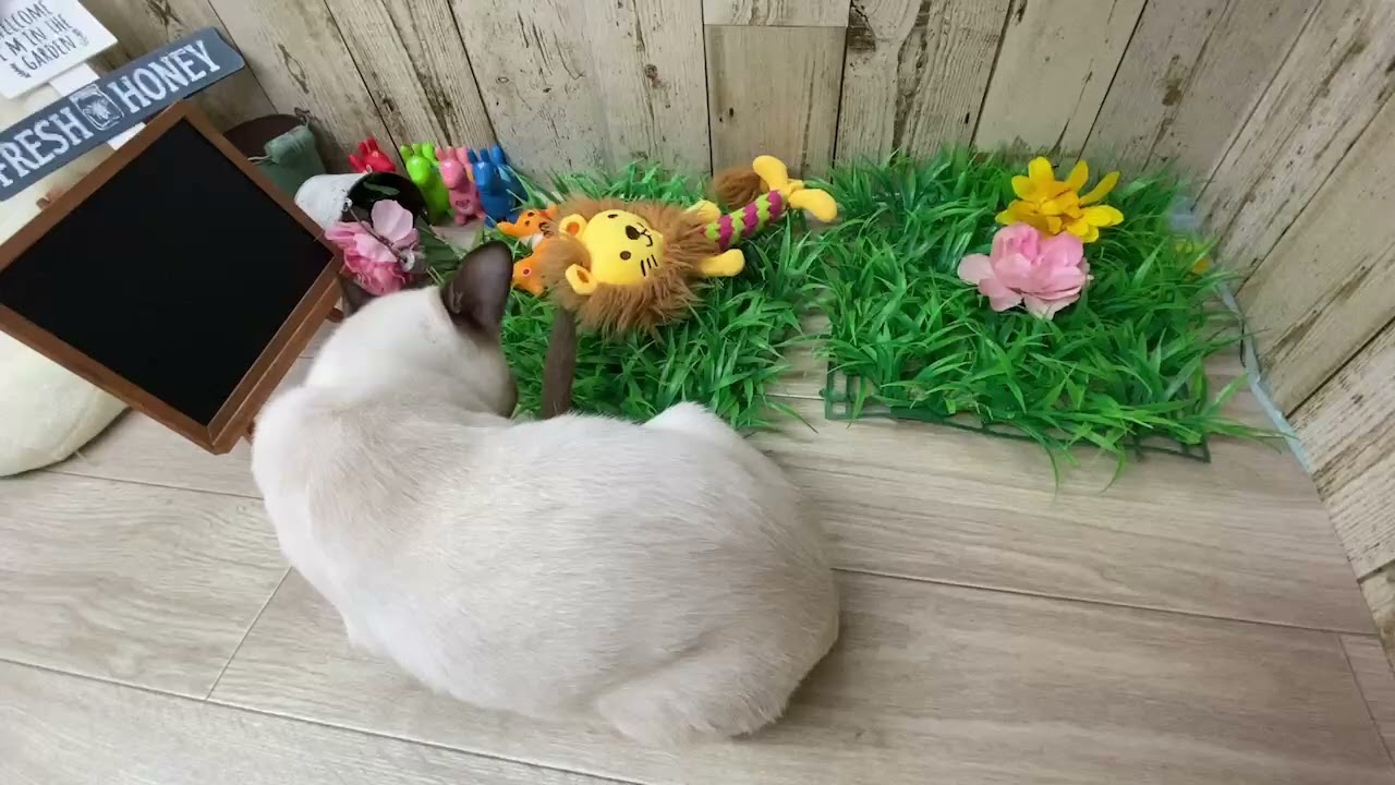 Coo&RIKU　No678585　トンキニーズ