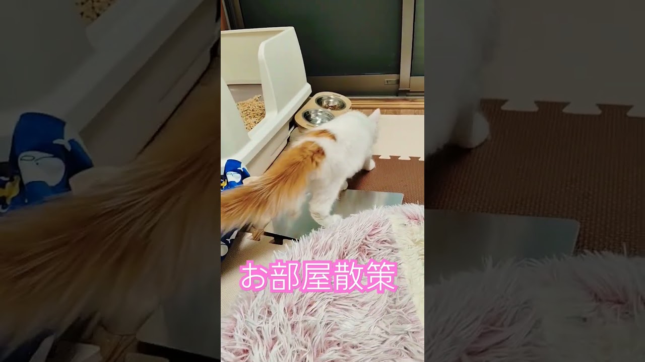 楽しい🎶 #サイベリアン大好き #サイベリアン #cat #catlover #猫のいる暮らし #猫 #siberian #子猫 #kitten #お散歩 #楽しい　#3ヶ月