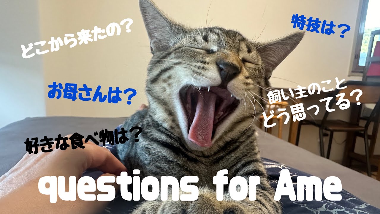 保護猫あめに質問してみた。